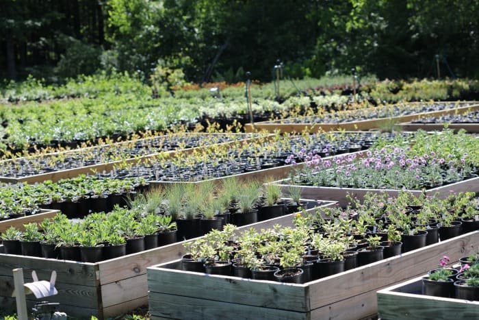 Perennials and shrubs in one gallon containers. Plants are placed inside wooden garden boxes.