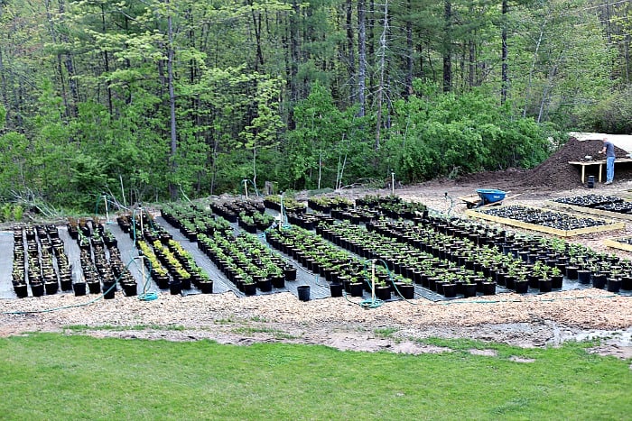 1000 3 gallon shrubs on black nursery mat in backyard. 