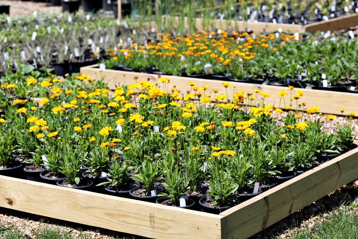 Yellow flower Coreopsis perennial plants in one gallon containers inside wooden box. In the background there are a variety of perennials in containers