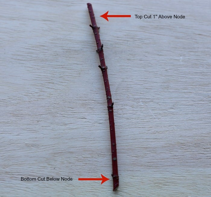 red stick with 5 nodes laying on a piece of plywood.