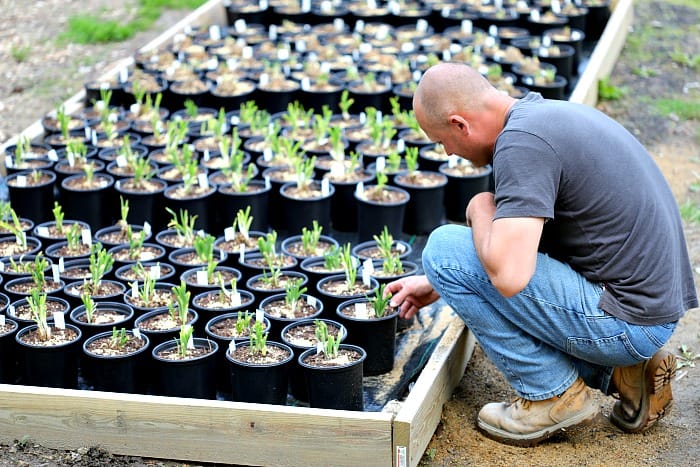 man bending down next to wooden box filled with small green plants in black pots. His hand is on one of the pots