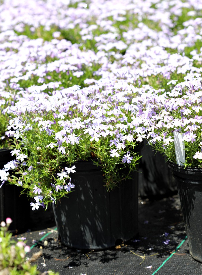 Creeping Phlox with tons of bright purple flowers in black two gallon nursery containers.