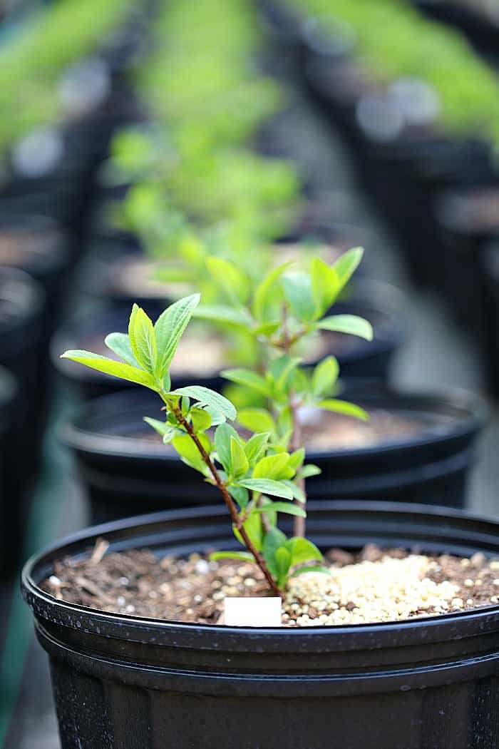 small shrub liner with green foliage in a 3 gallon nursery container filled with potting mix.