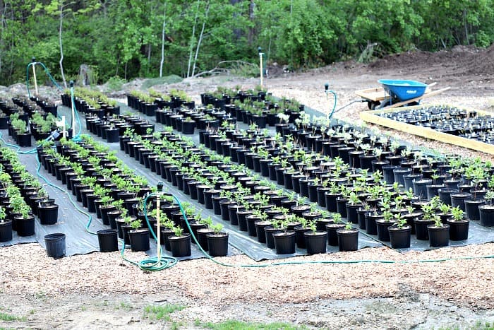 hundreds of green baby plants potted up in black plastic pots on top of black nursery mat.
