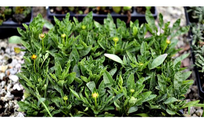 30 Coreopsis perennial plugs with green leaves and yellow flower buds in black tray.