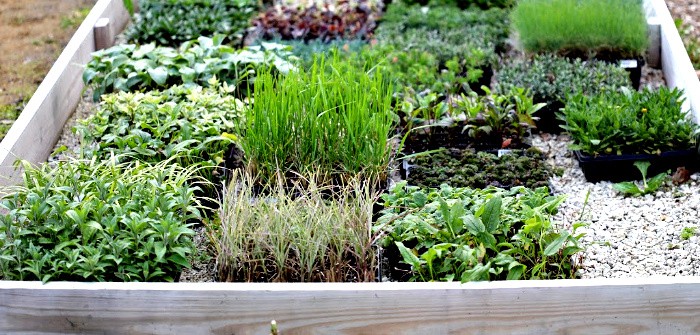 hundreds of small perennial plugs in trays on the ground inside a large wooden garden box