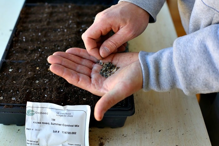 man holding seeds in the palm of his hand and using his right hand to pick a seed up one at a time and sow in potting mix