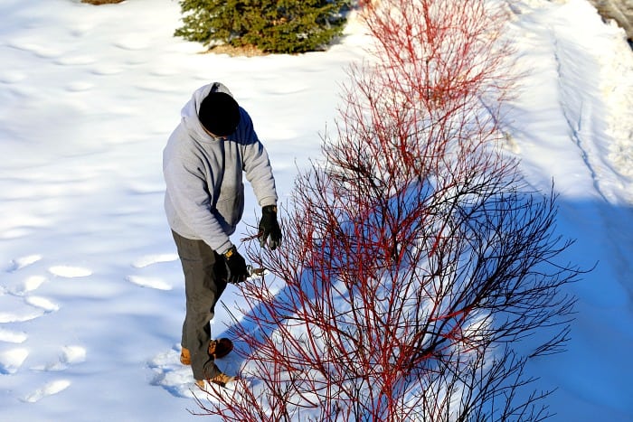 man pruning bright red hardwood cuttings from a dogwood shrub in winter