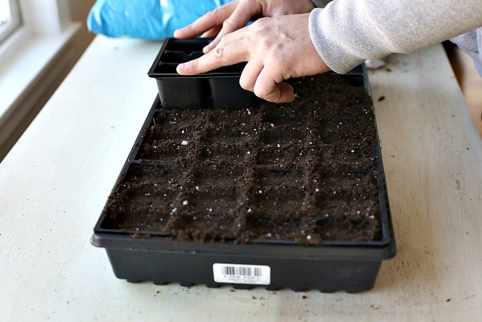 a set of mans hands using two 6 pack cells stacked together to tamp down a tray of potting mix