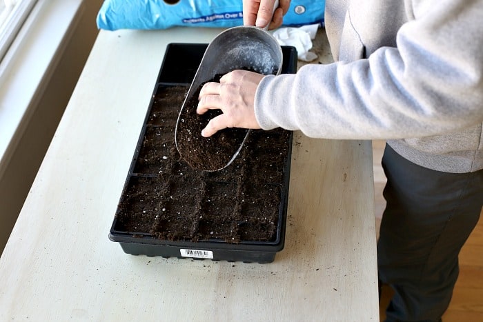 large metal scooper filled with potting mix and man using hand to push potting mix into square cell trays below