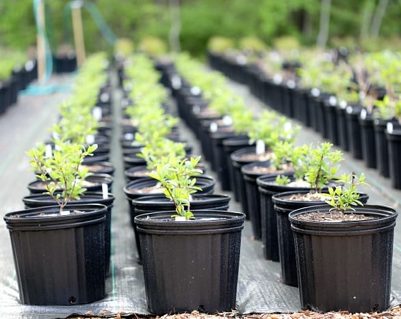 long rows of small green plants in black plastic pots.