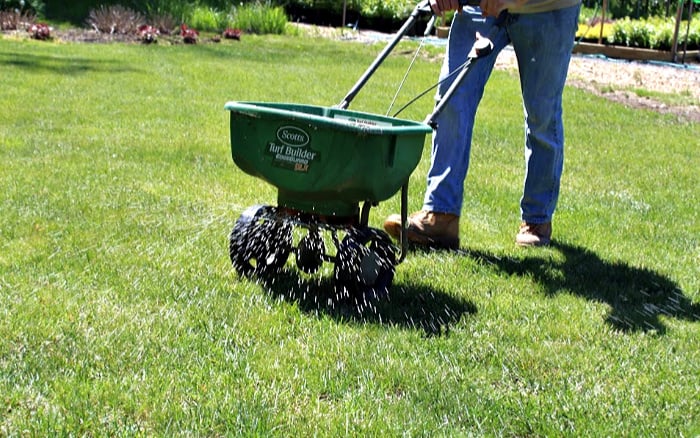 green fertilizer spreader with white fertilizer coming out on green lawn.