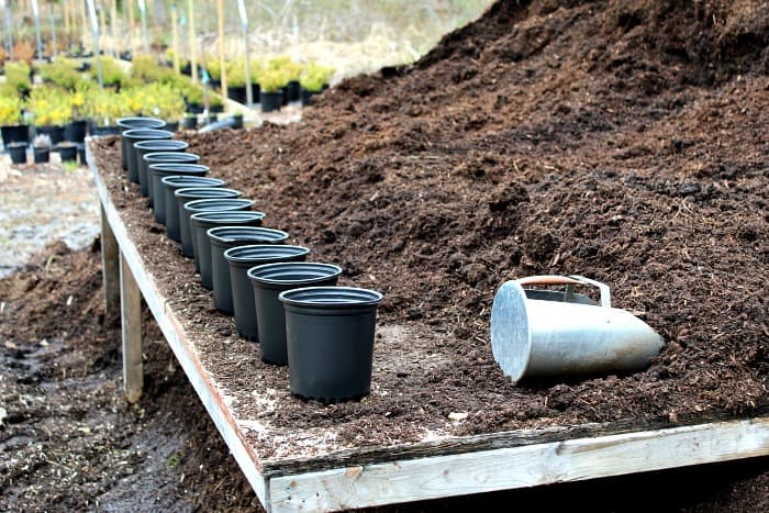 black plastic pots lined up on a wooden table with brown potting mix next to them