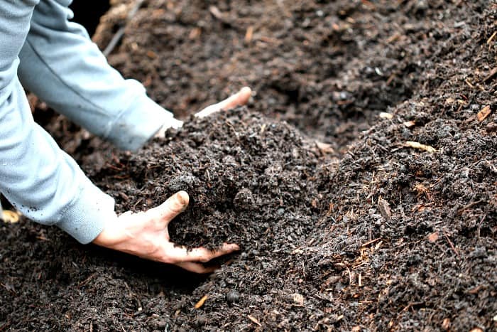 man picking up dark potting mix with bare hands