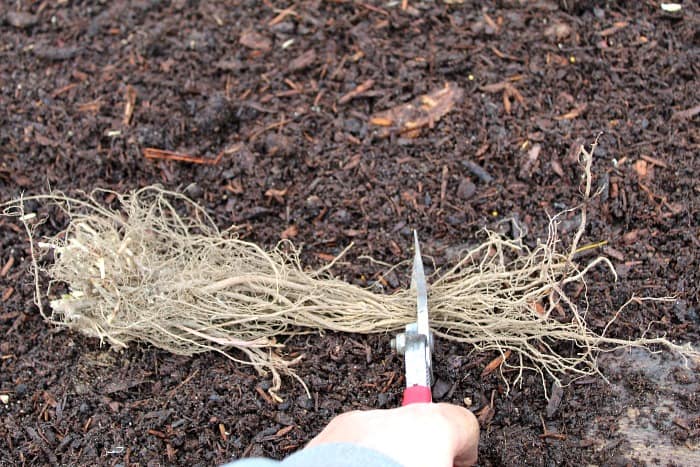 bare root plant with its roots getting cut by silver pruners