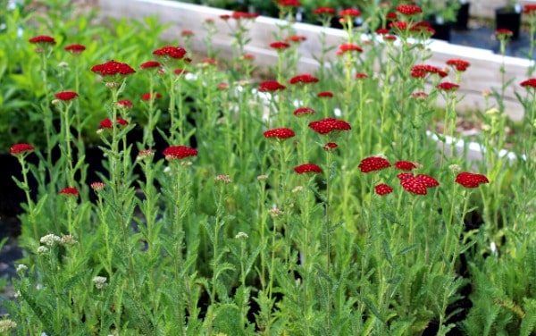 A bunch of bright red flowers on top of long green stems