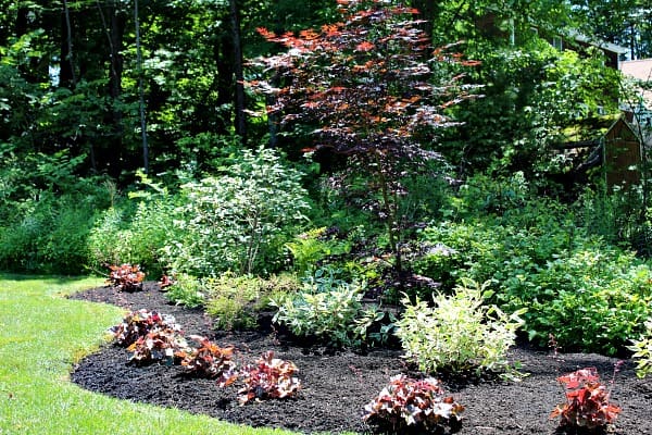 shade garden bed with red plants in border and tall red maple as focal point