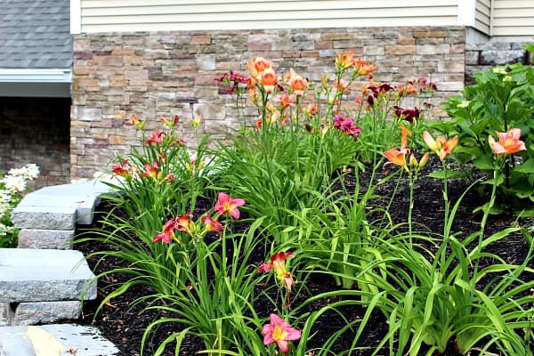 A bunch of orange and purple daylilies in two rows on top of a retaining wall. 