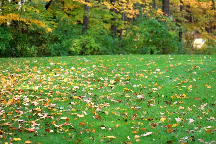 green lawn with colorful fall leaves spread over it