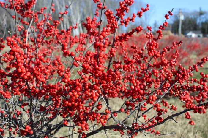 Bright, dense, red berries on brown stems of winterberry shrub