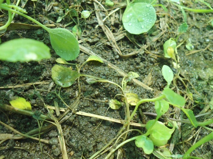 green seedlings infected with damping off disease, flopped over laying on potting mix