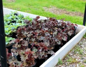 maroon colored coral bells foliage