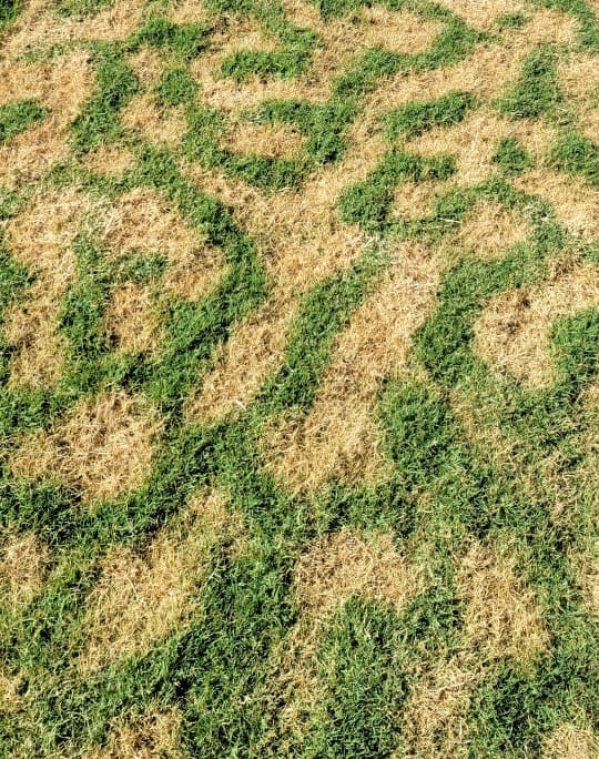 Bermuda lawn entering dormancy and has a crazy twister pattern to it