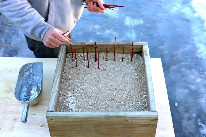 man with bundle of red sticks in left hand and in his right hand putting a red stick into a box of sand