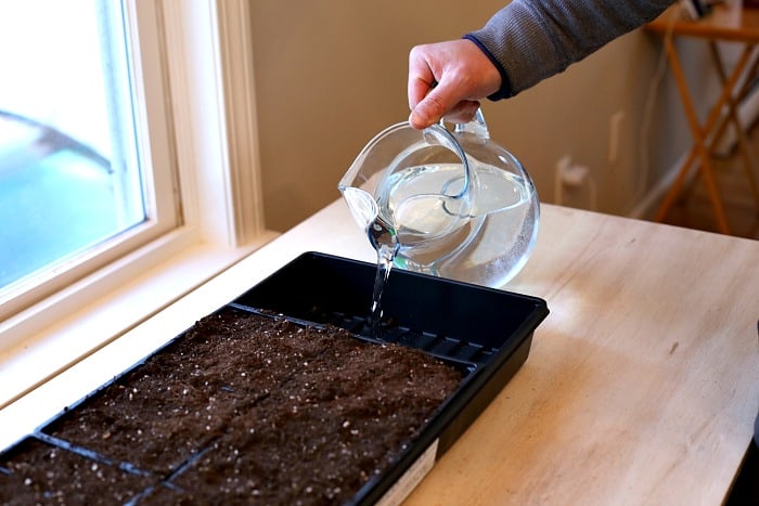 man holding clear glass pitcher filled with water and pouring water into black seed tray filled with potting mix