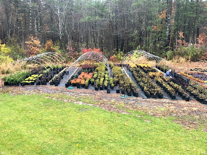 Three metal frame tunnels used for overwintering plants with plants underneath them