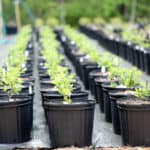 rows of shrubs in containers