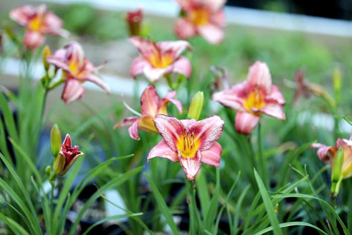 daylilies with green leaf blades and pink flowers with a yellow center