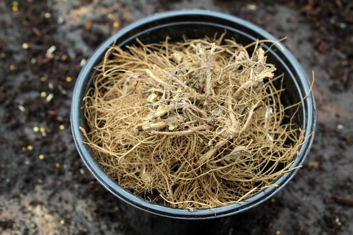 brown roots of a plants circled around the top of a black pot