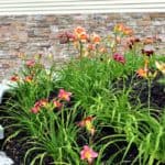orange and purple daylilies maintained and cared for in garden bed