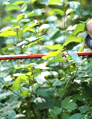 Trimmers pruning a shrub.