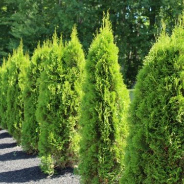 emerald green arborvitaes protected from winter burn