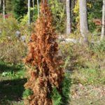 evergreen shrub brown from winter burn