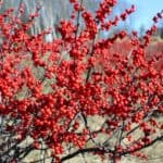 winterberry shrub with bright red berries