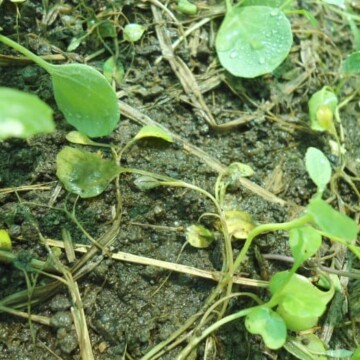seedlings leaning over due to damping off disease