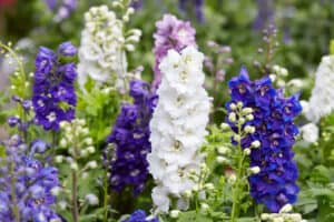 white, blue, and purple delphinium flowers