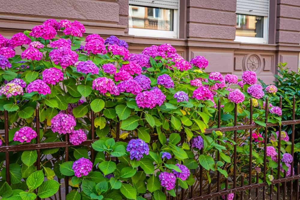 endless summer hydrangeas with pink and purple blooms