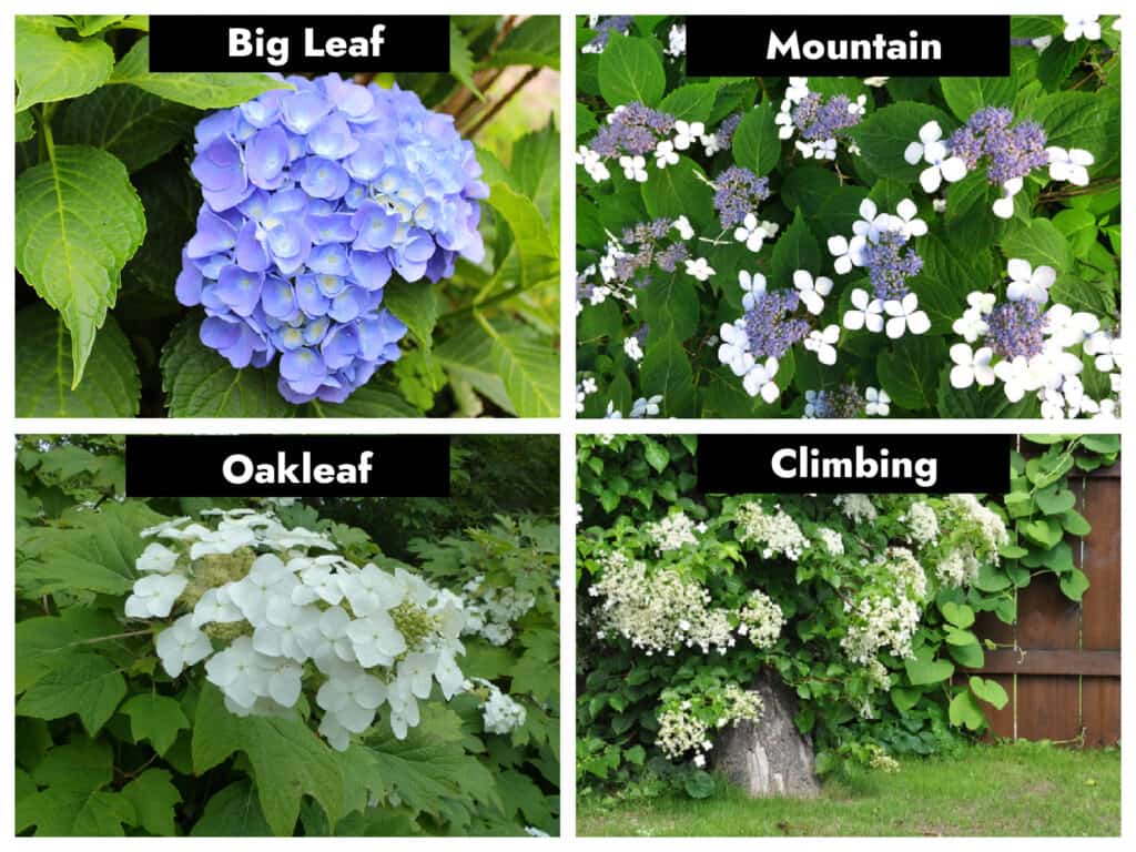 4 different hydrangeas in bloom