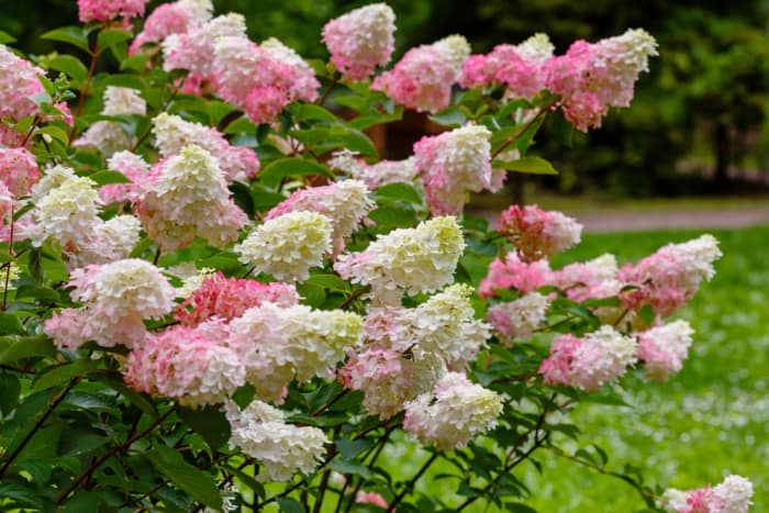 panicle hydrangea with flowers that are pink and white