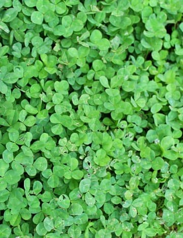 white clover in a lawn
