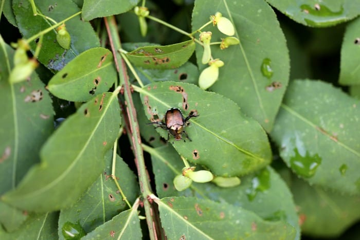 Japanese Beetles: Control and Prevention