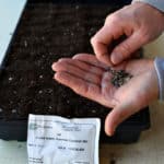 person starting seeds indoors by sowing them into trays filled with potting mix