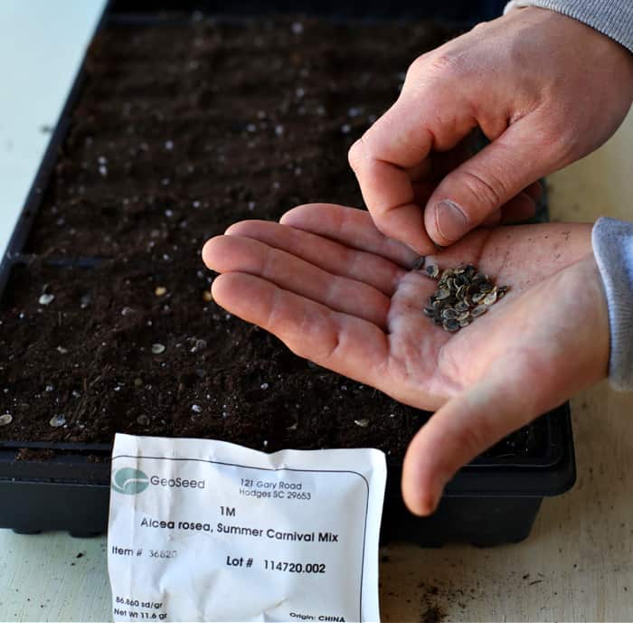 person starting seeds indoors by sowing them into trays filled with potting mix