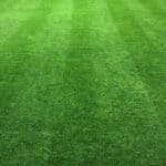 green warm season grass with mowing stripes