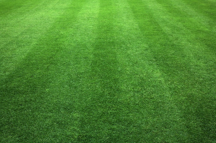 green warm season grass with mowing stripes