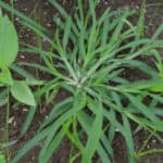 how to kill crabgrass in lawn using pre emergents and post emergent herbicides